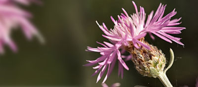 Invasive Watch Spotted Knapweed
