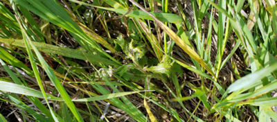 Picture of green grass on North Dakota land