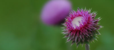 Musk Thistle