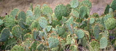 A picture of pricklypear