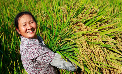 Asian-woman-carrying-rice-stalks-1_beauty_1_64-1