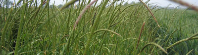Blackgrass