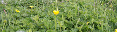 Buttercups