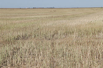 Canola stubble field