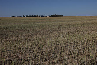 Canola stubble field