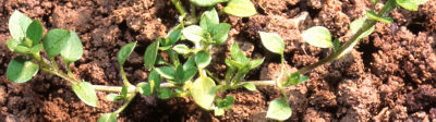 Chickweed