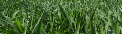 Image of corn field