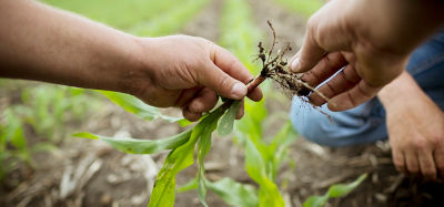 Росток кукурузы в руках