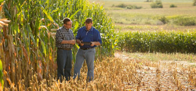 Два мужчины-агронома в поле кукурузы