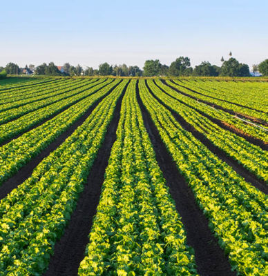 Ochrona upraw â   ziemniaki