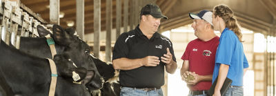 Image of farmers with dairy cows in barn