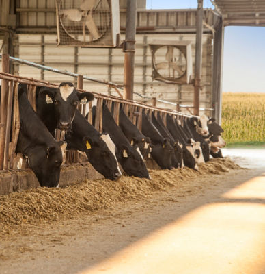 Image of dairy cows in barn
