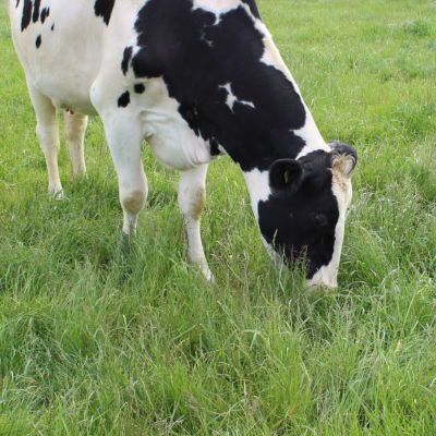 Dairy cow grazing