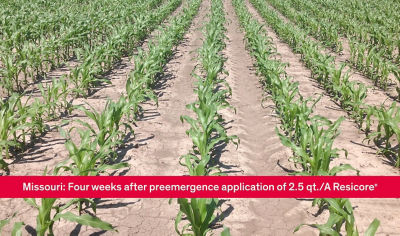 Video showing the power of Resicore® corn herbicide