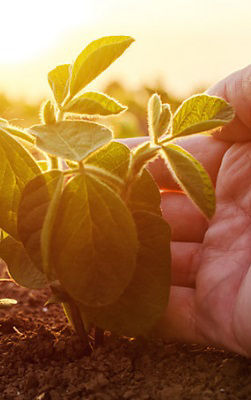 Осмотр растения