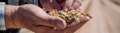 Image of handful of silage
