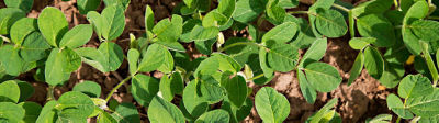 Soybean crop close up