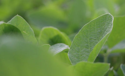 soybean leaf