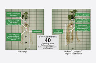 Soybean plant with and without Lumisena