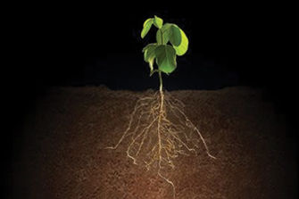 Soybean plant and roots