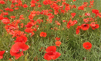 Poppy field