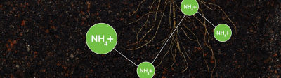 Ammonium in soil graphic