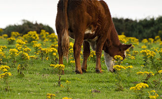 Ragwort