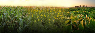 Blended image of corn, canola and soybean crops