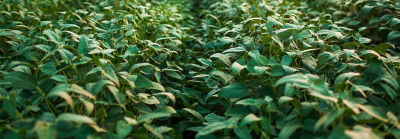Image of soybean field