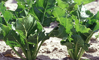 Sugar Beet
