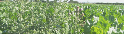 Thistles SugarBeet