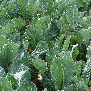 brassica crop