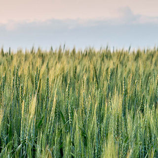 Wheat field and sky
