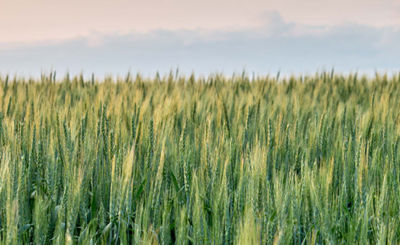 Wheat Crop
