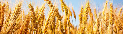 Image of wheat field close up