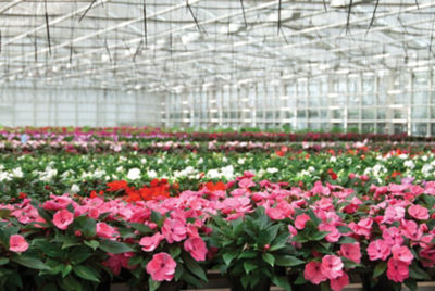 Annual flowers in greenhouse