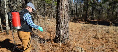 Man conducting basal bark treatments