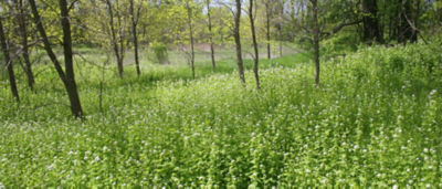 garlic mustard weeds