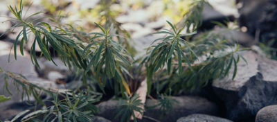leafy spurge growing