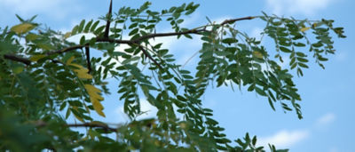 Invasive Watch: Locust