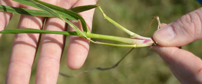 two hands holding a grass plant with exposed root, mainstem, and tiller