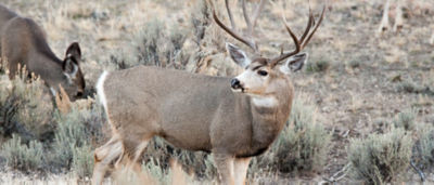 Rocky Mountain right-of-way project enhances mule deer habitat ...