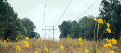 Beautiful wildflowers in ROW