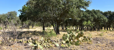 Pricklypear under liveoaks. 