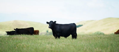 Black cow grazing