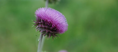 Close up image of biennial thistle