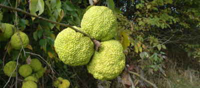 Fruit from an osage orange tree