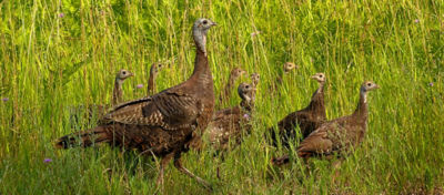 wild turkeys