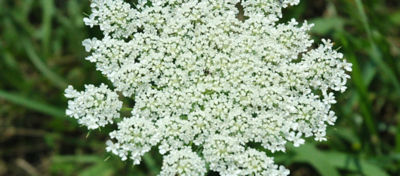 wild queen anne's lace