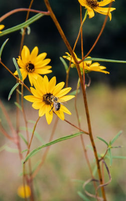 bee on yellow flower